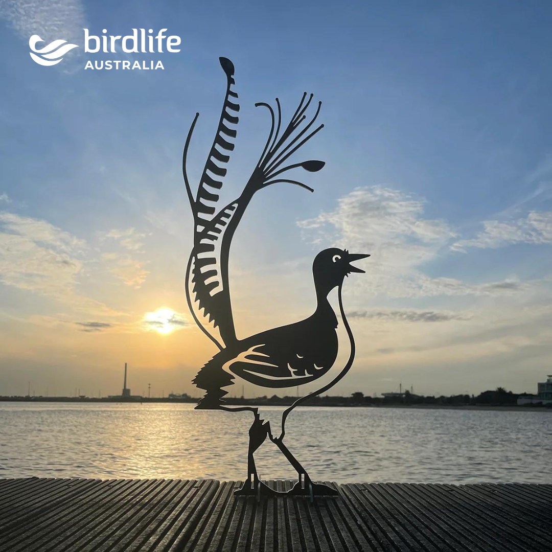 A Metalbird Australia Superb Lyrebird silhouette stands as unique yard art on a wooden surface by the water at sunset, with the BirdLife Australia logo in the top left and a scenic sky behind.