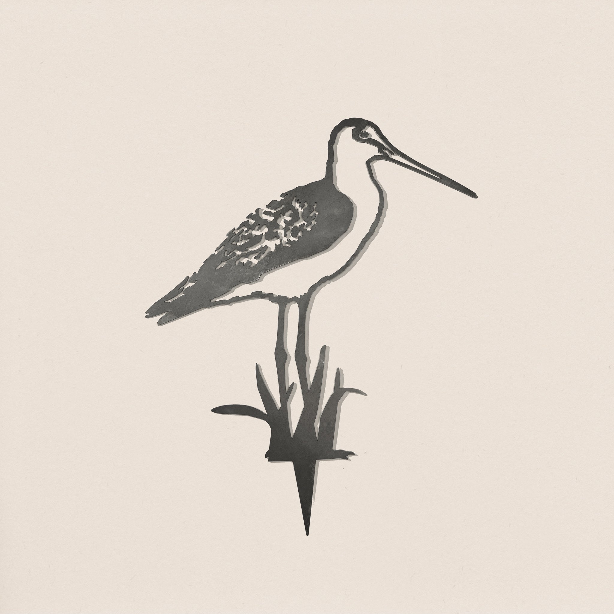 Bar-Tailed Godwit