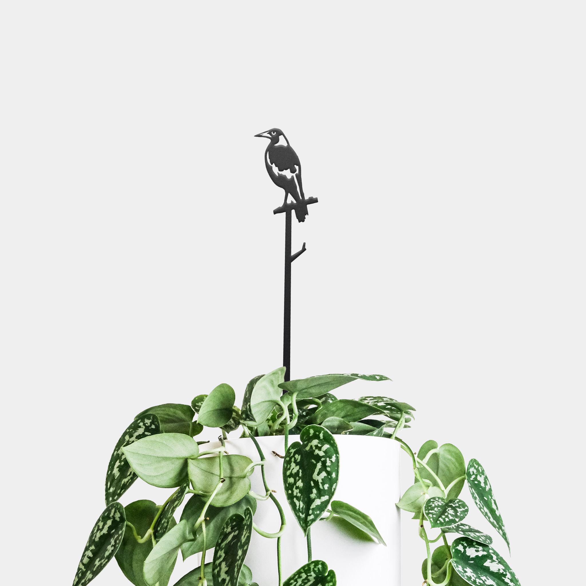 The Magpie Plant Stake by Metalbird Australia adds striking yard art to your green, white-spotted potted plant with a black metal magpie perched on a branch, set against a plain light gray background.