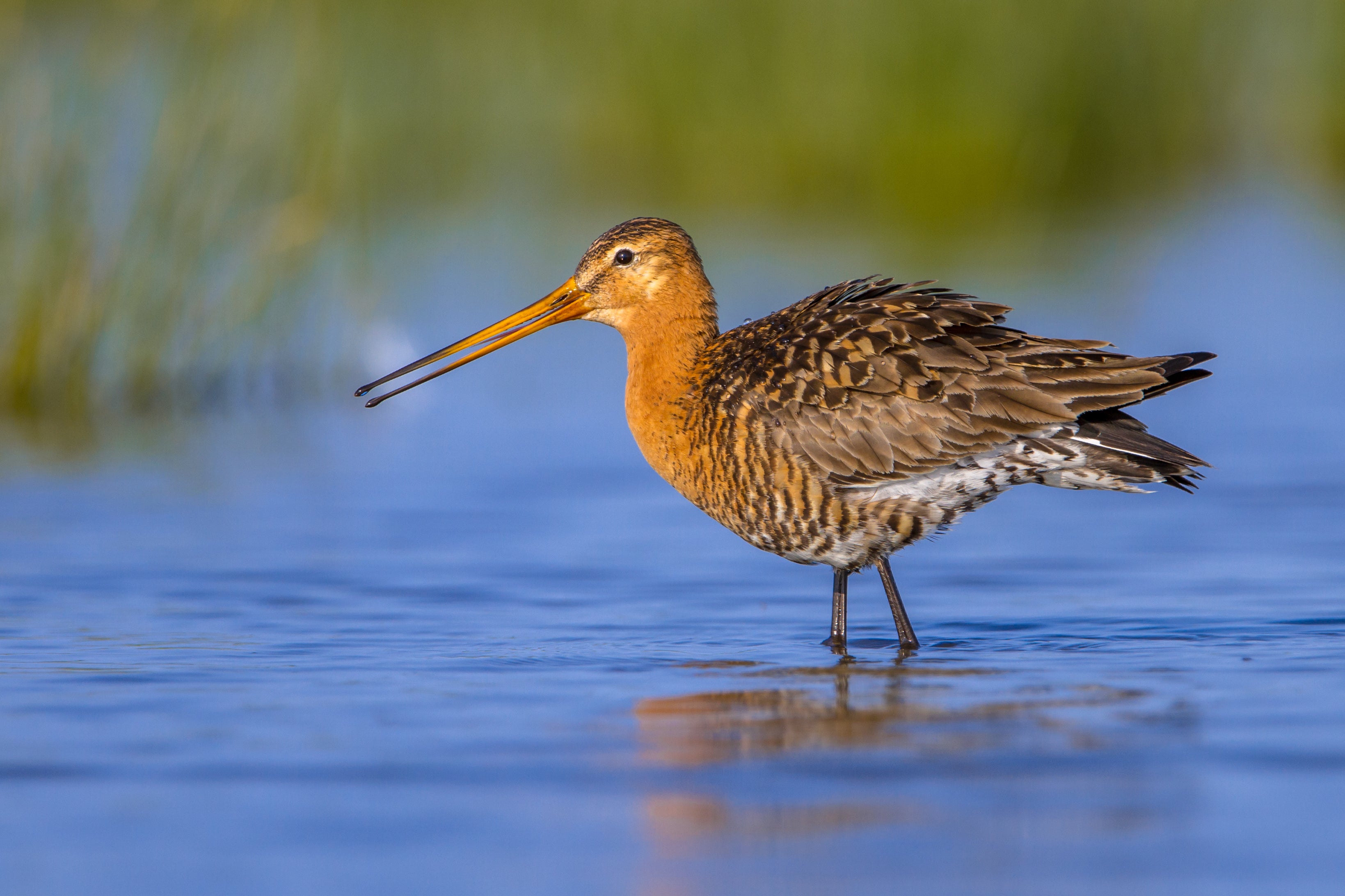 Bar-Tailed Godwit