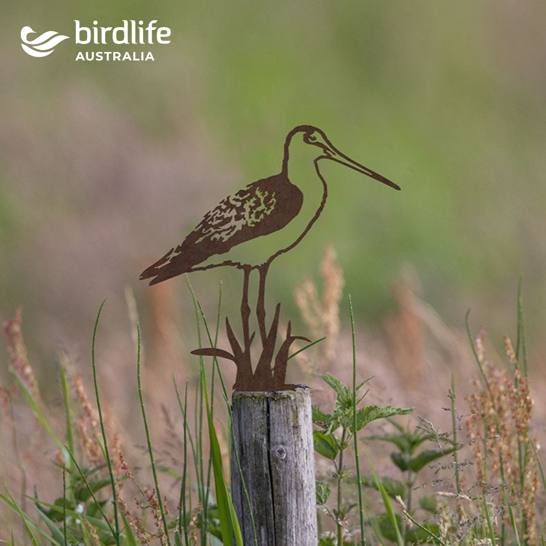 Bar-Tailed Godwit