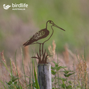 Bar-Tailed Godwit