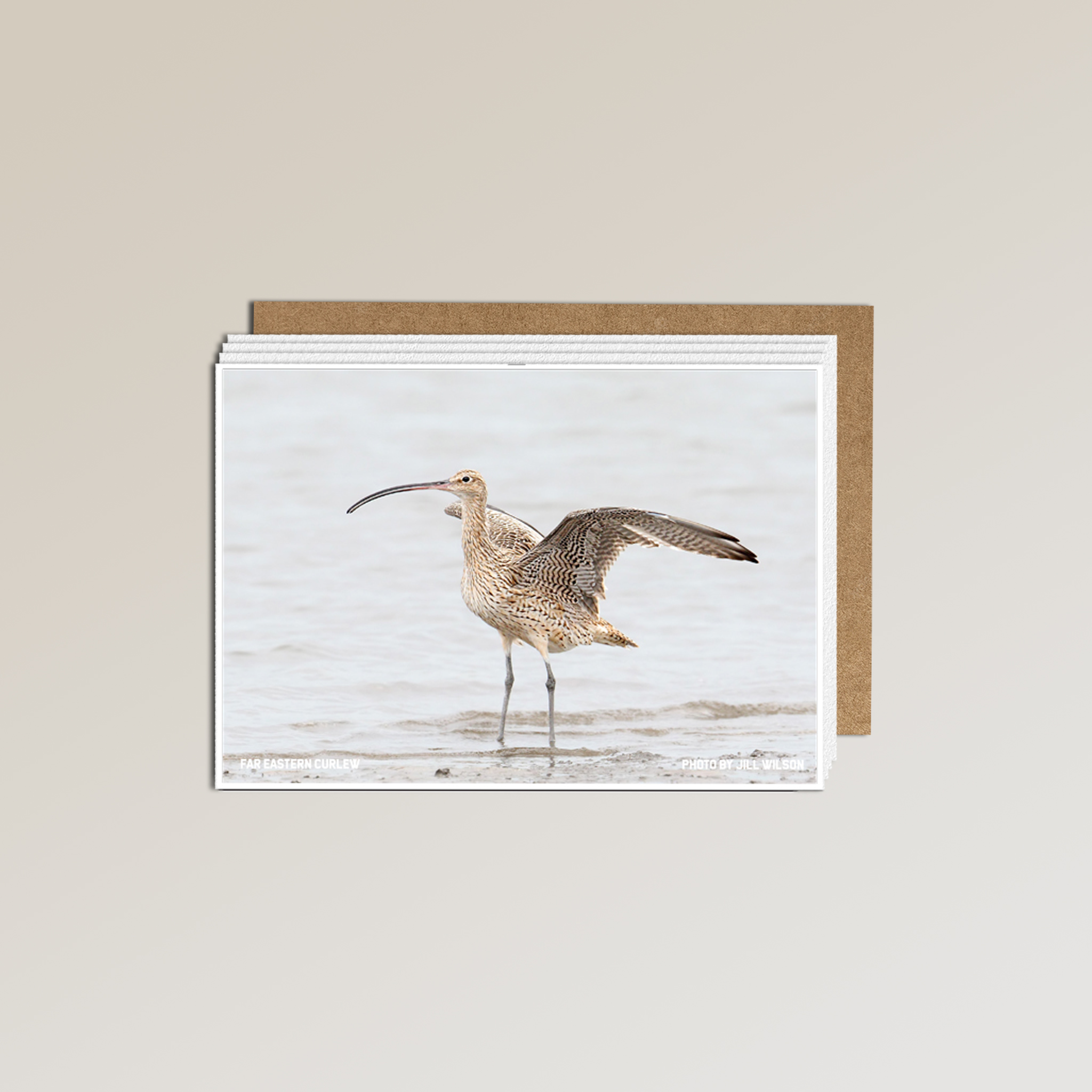 Metalbird x Birdlife Greeting Card - Single Unit