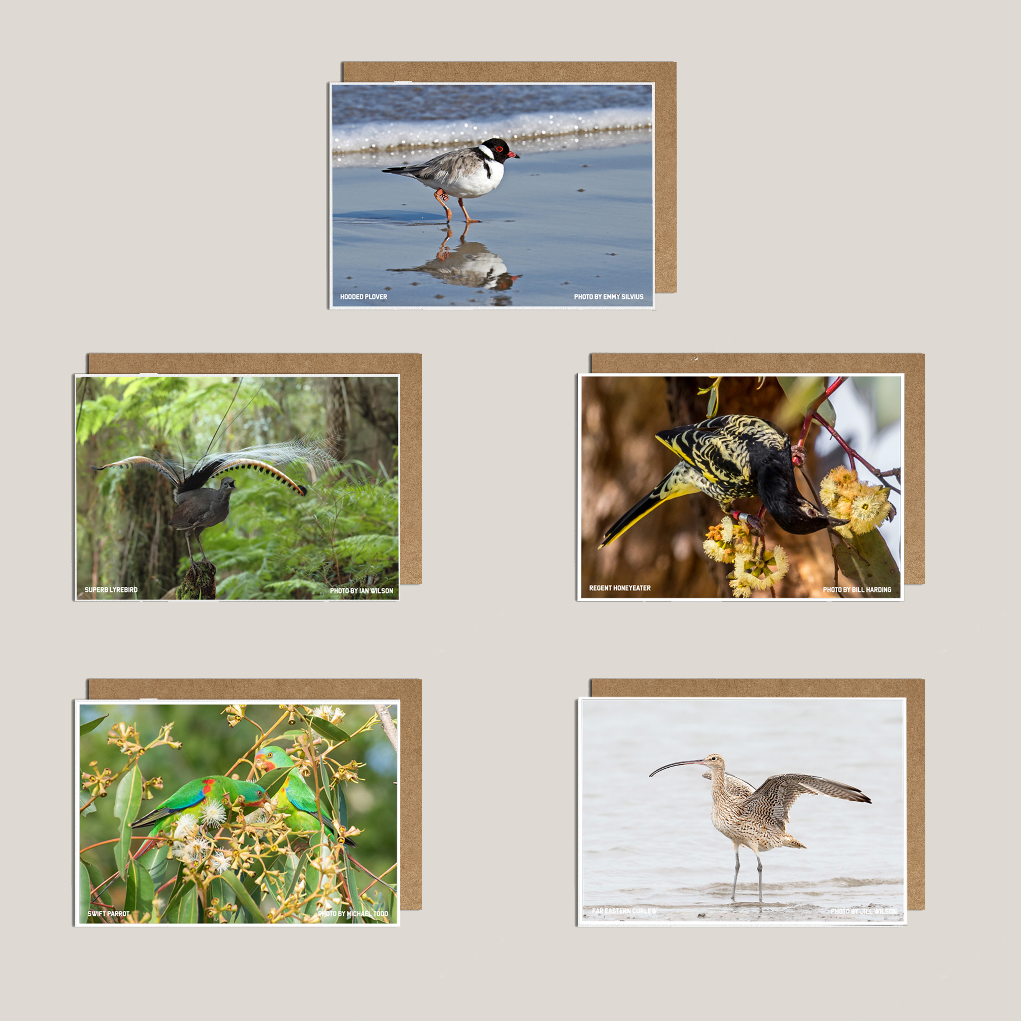 Metalbird x Birdlife Greeting Card - Single Unit