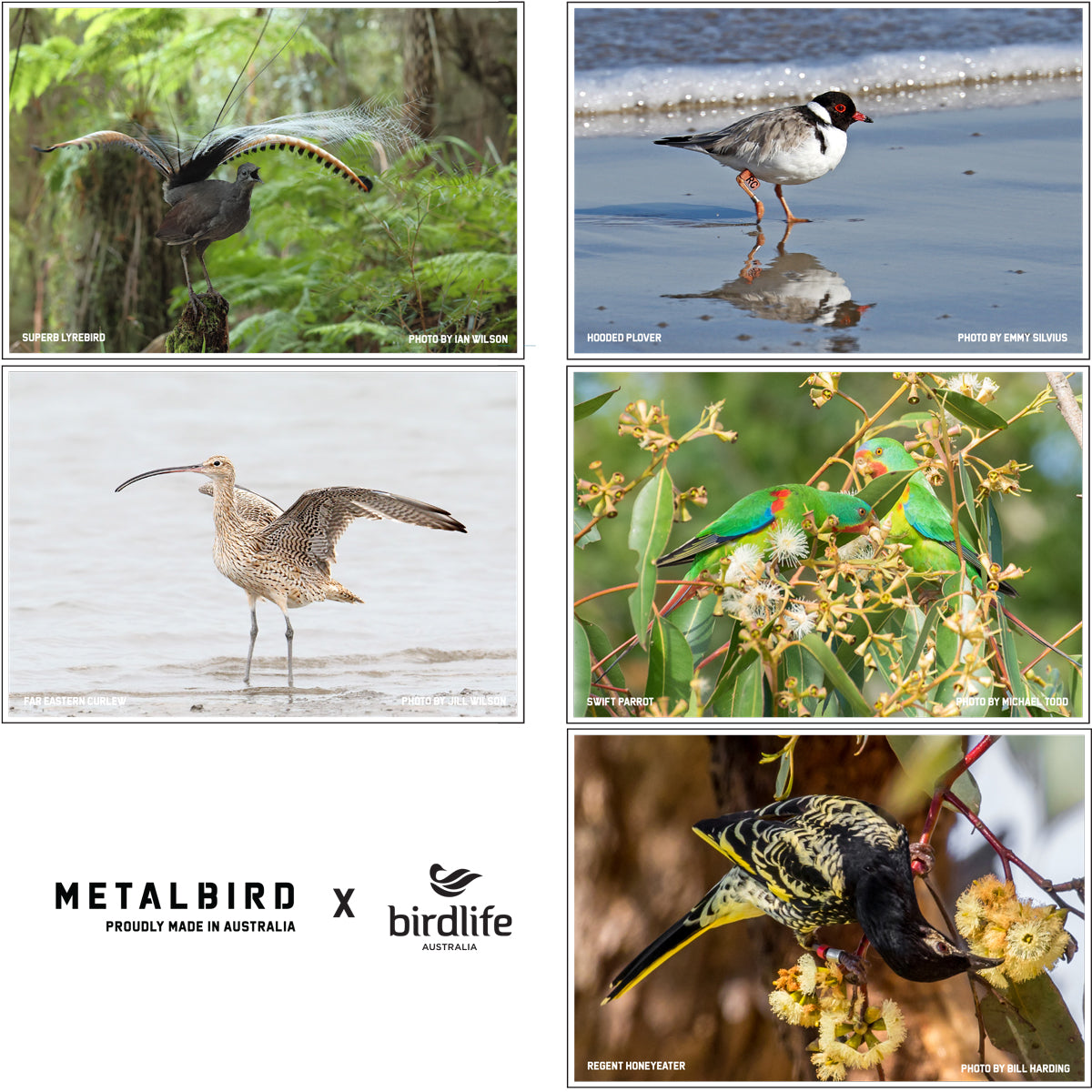A collage of five native Australian birds showcases the Metalbird x Birdlife Greeting Card - Single Unit by Metalbird Australia, displayed above the Metalbird and BirdLife Australia logos.