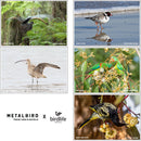 A collage of five native Australian birds showcases the Metalbird x Birdlife Greeting Card - Single Unit by Metalbird Australia, displayed above the Metalbird and BirdLife Australia logos.