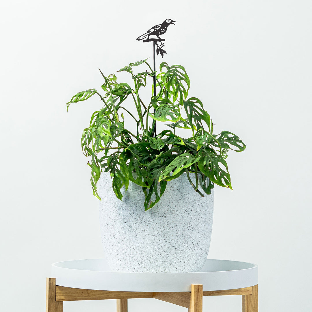Regent Honeyeater Plant Stake