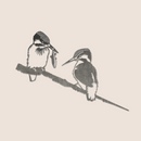 A black and white sketch of two kingfishers perched on a branch against light beige, inspired by Metalbird Australia - Seconds' "Metalbird Seconds - KINGFISHERS," each featuring unique metal bird imperfections. One bird preens while the other faces forward.