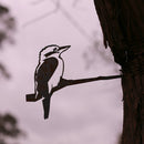 Kookaburra