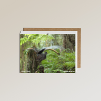 The Metalbird x Birdlife Greeting Card by Metalbird Australia features a superb lyrebird with its gorgeous tail in a lush forest and “SUPERB LYREBIRD PHOTO BY IAN WILSON” text—ideal for bird lovers and photography enthusiasts.