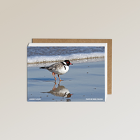 A hooded plover with striking plumage and a red eye ring strolls along the shore—a stunning scene featured on the Metalbird x Birdlife Greeting Card by Metalbird Australia, perfect for bird lovers and special occasions.