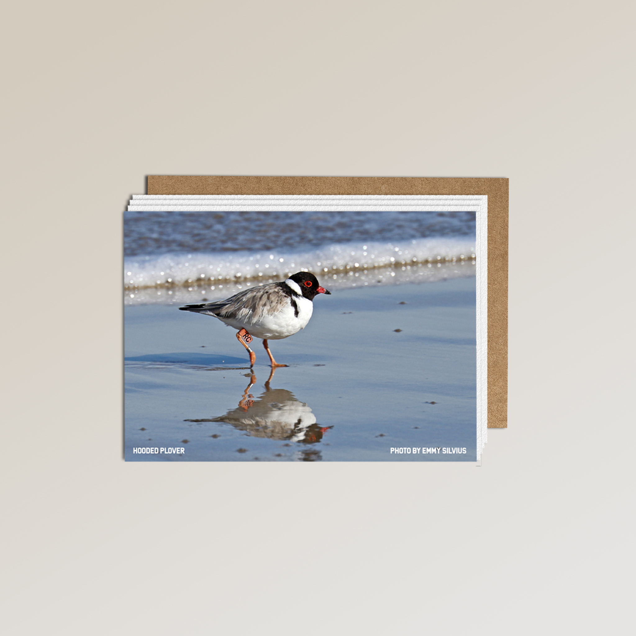 A hooded plover with striking plumage and a red eye ring strolls along the shore—a stunning scene featured on the Metalbird x Birdlife Greeting Card by Metalbird Australia, perfect for bird lovers and special occasions.