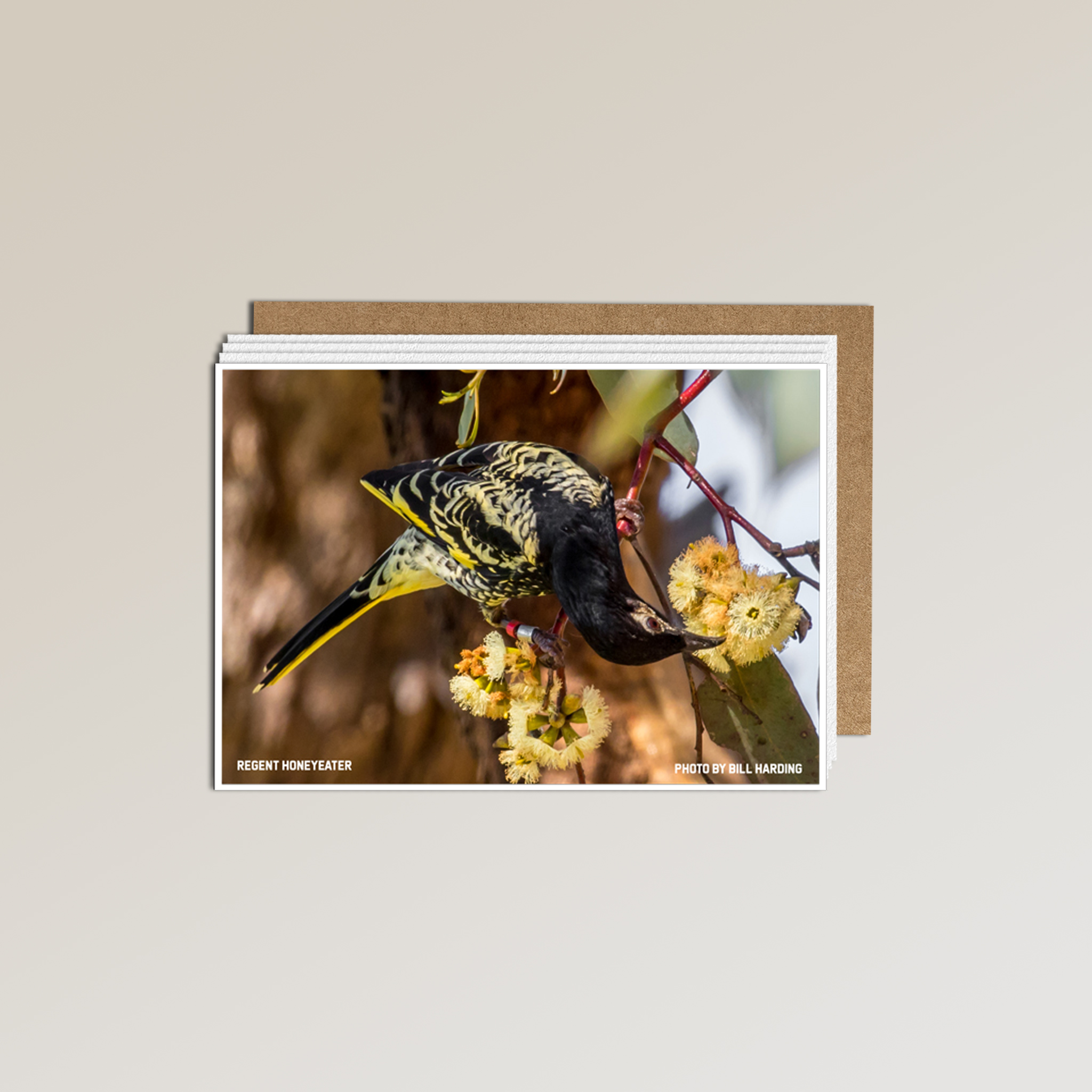 The Metalbird x Birdlife Greeting Card by Metalbird Australia features a Regent Honeyeater feeding on yellow blossoms and comes with a plain brown envelope—ideal for native bird lovers and BirdLife Australia supporters.