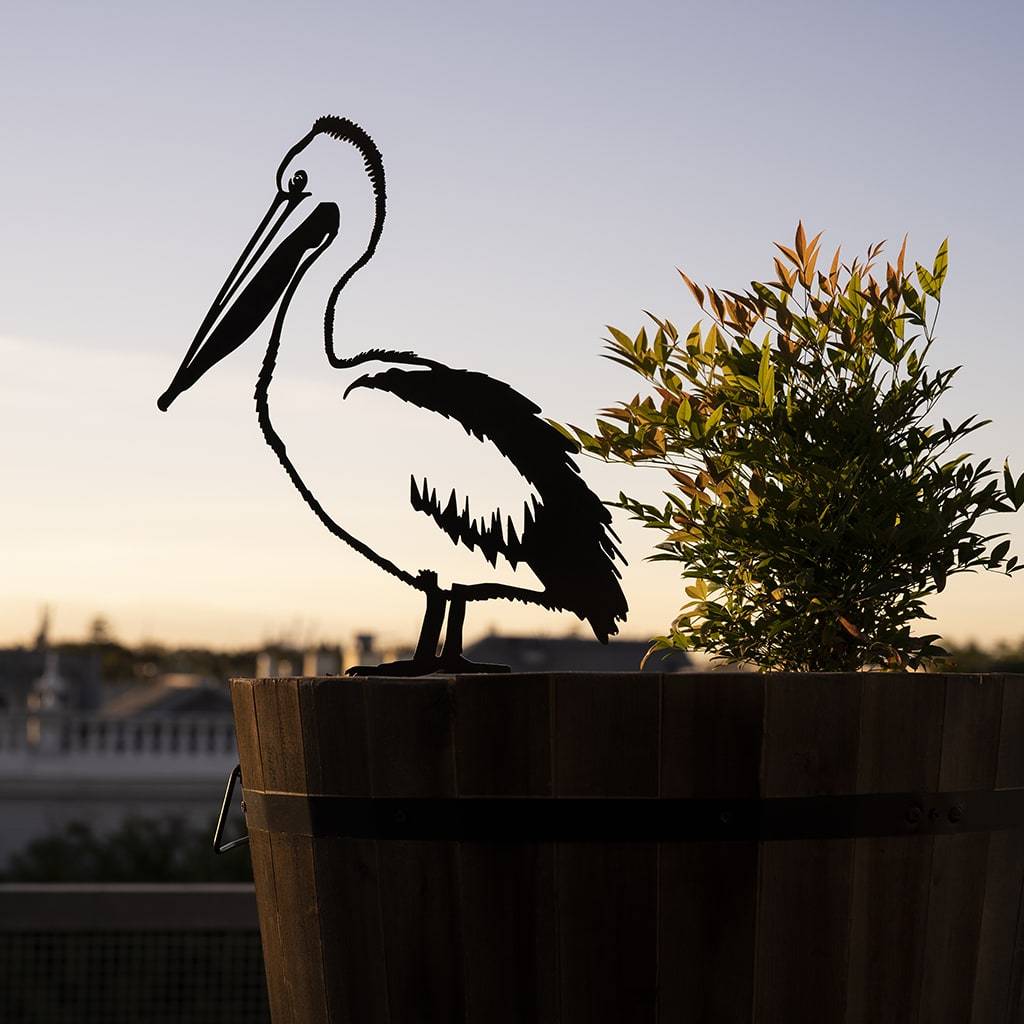 Pelican