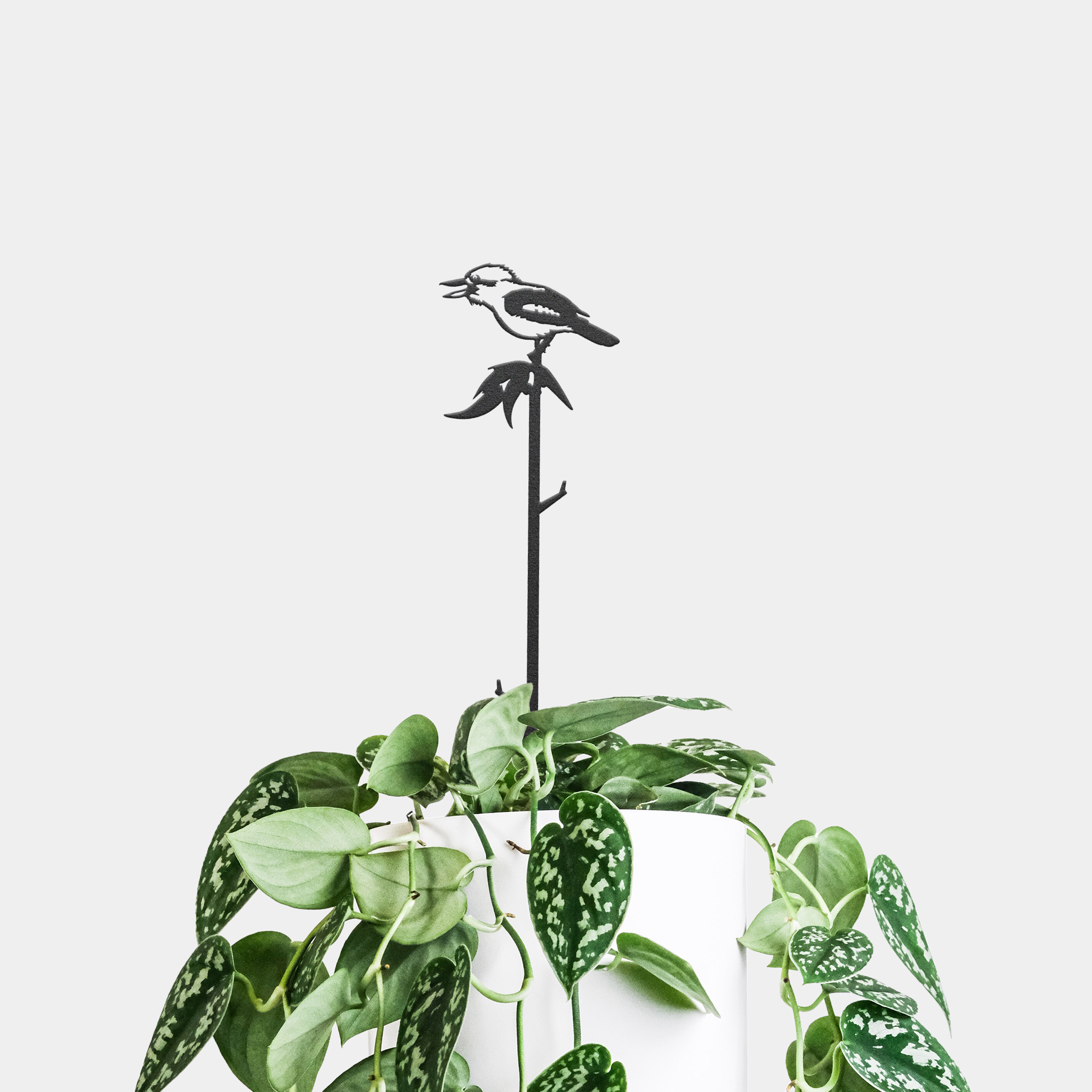 Kookaburra Plant Stake