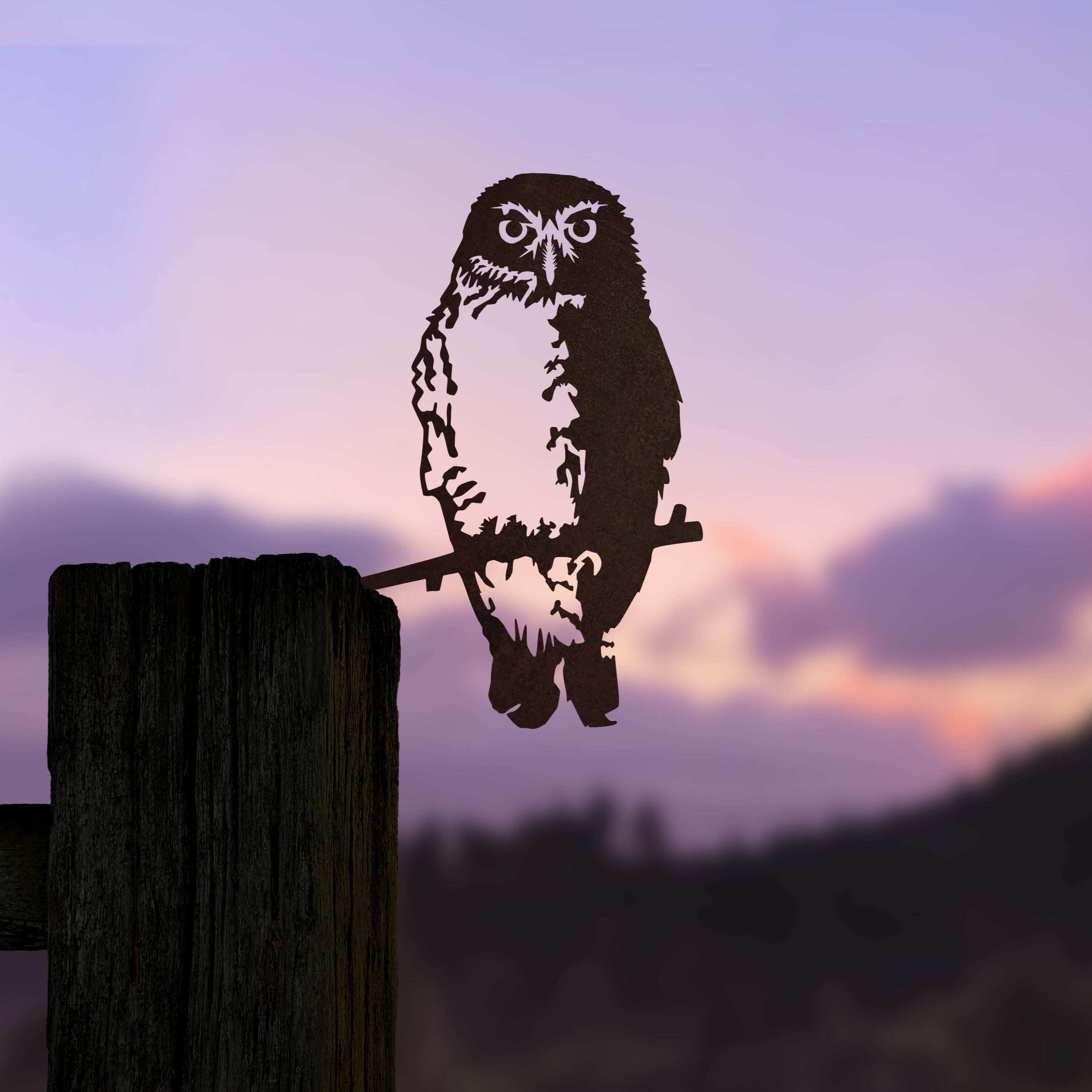 Southern Boobook Owl