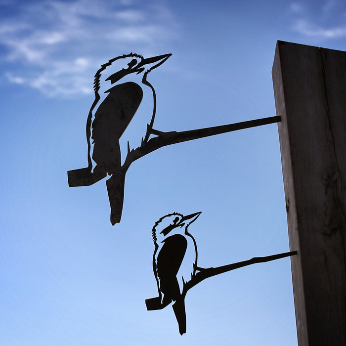 Kookaburra - Large