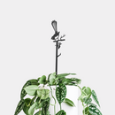 A lush green and white potted plant in a premium white pot, topped with Metalbird Australia's Willie Wagtail Plant Stake—a black metal bird silhouette on a branch—set against a plain light gray background.