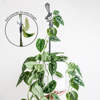 A hand holds a white pot with a trailing variegated plant supported by the Metalbird Australia Willie Wagtail Plant Stake, a premium black metal trellis with a bird design. Inset displays an extender added for extra trellis height.