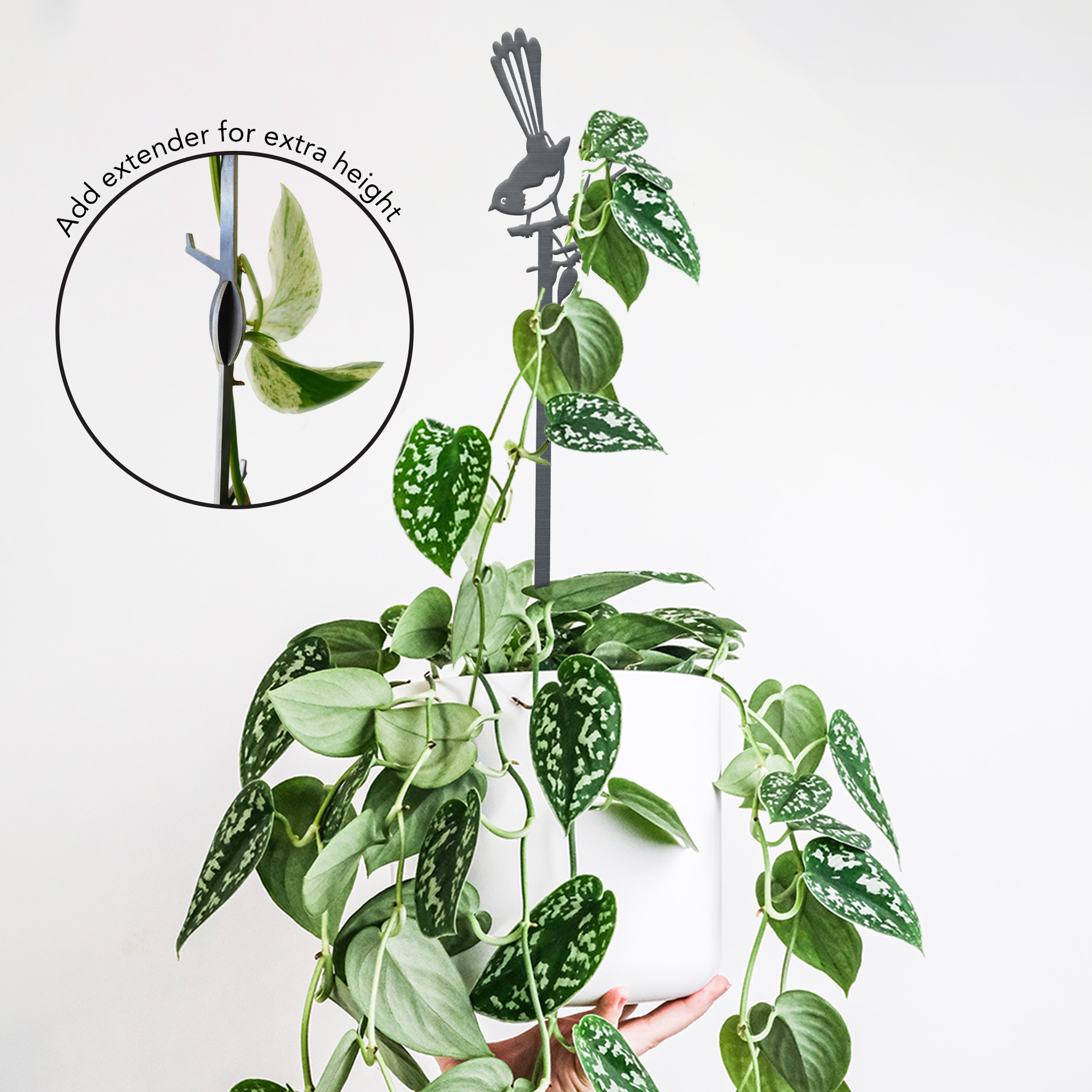 A hand holds a white pot with a trailing variegated plant supported by the Metalbird Australia Willie Wagtail Plant Stake, a premium black metal trellis with a bird design. Inset displays an extender added for extra trellis height.
