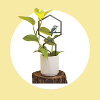 A potted plant with green leaves sits on a tree stump. The Kookaburra Plant Trellis by Metalbird Australia, featuring a bird design, rises among the leaves against a white circle on a yellow background.