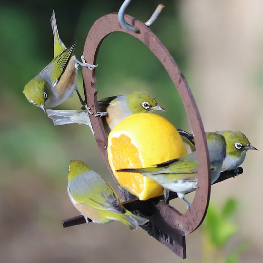 Metalbird Australia Bird Silhouetttes That Come to Life!