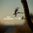 The Metalbird Australia Mini Kookaburra is a premium corten steel silhouette of a kookaburra on a tree branch at sunset, featuring an arrow pointing to the smaller Mini Kookaburra.