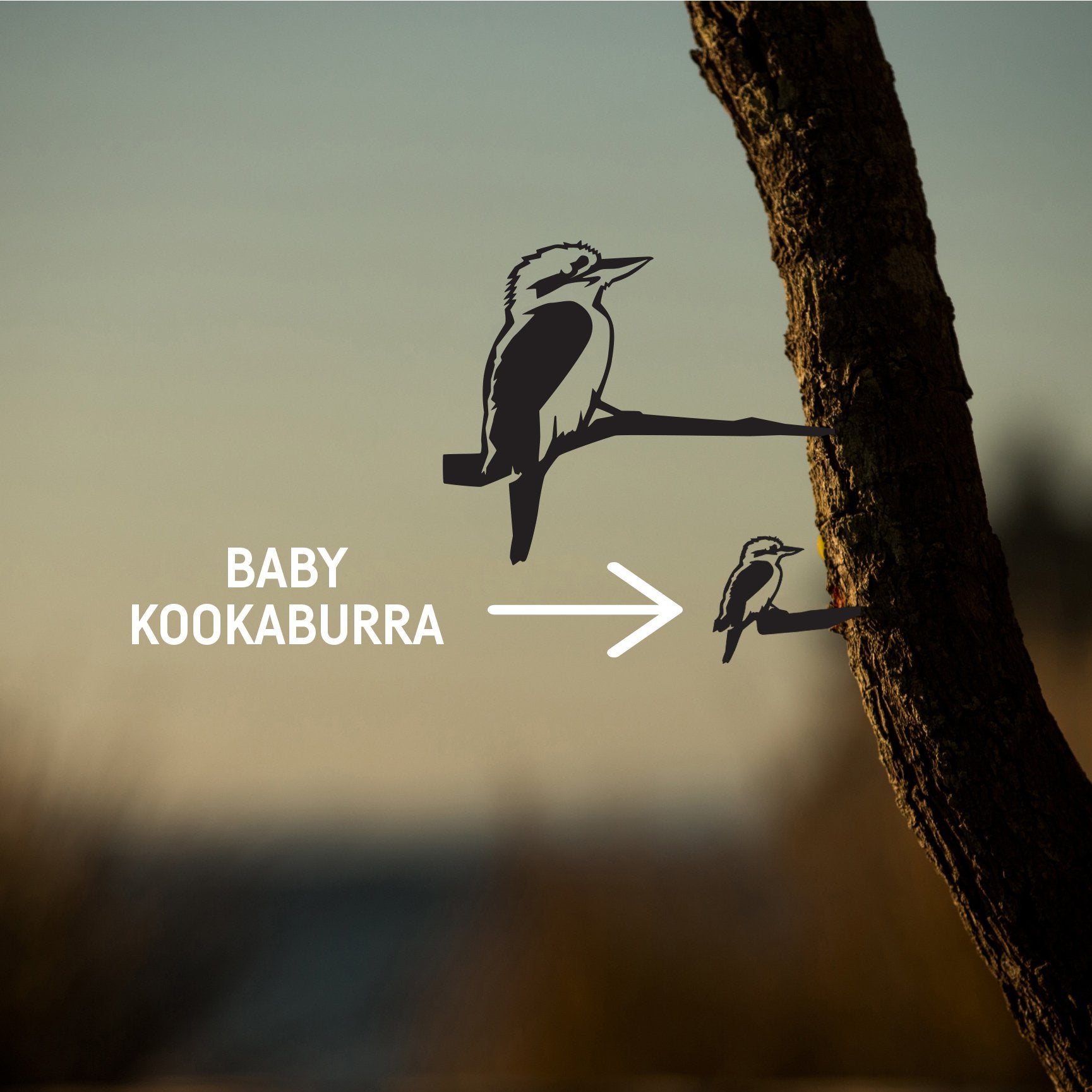Mini Kookaburra