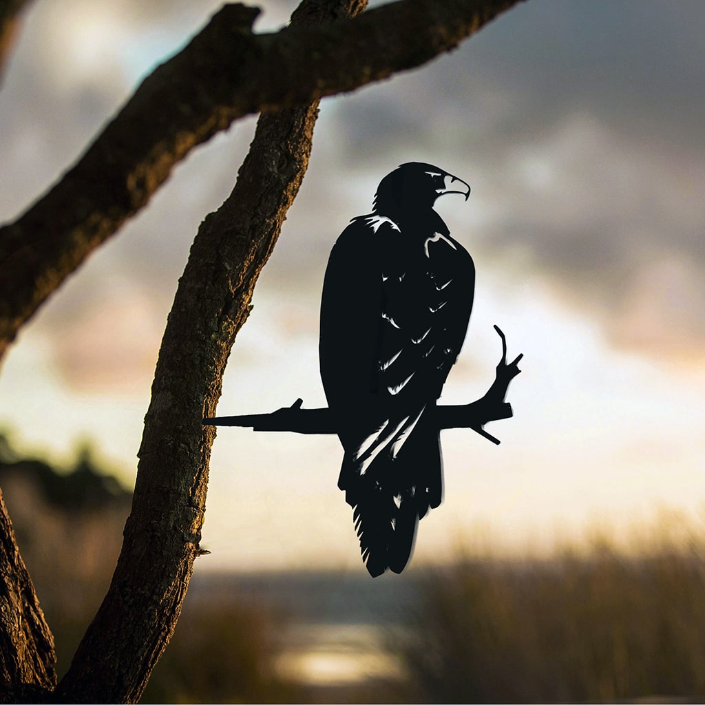 Wedge-tailed Eagle