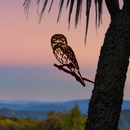 The Tawny Frogmouth by Metalbird Australia features a premium metal silhouette perched on a branch at sunset with palm leaves and hills, creating elegant yard art for any garden.