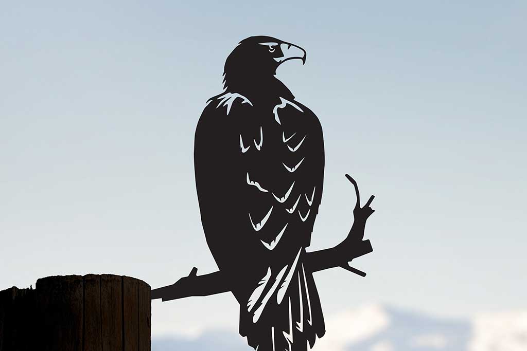 Wedge-tailed Eagle