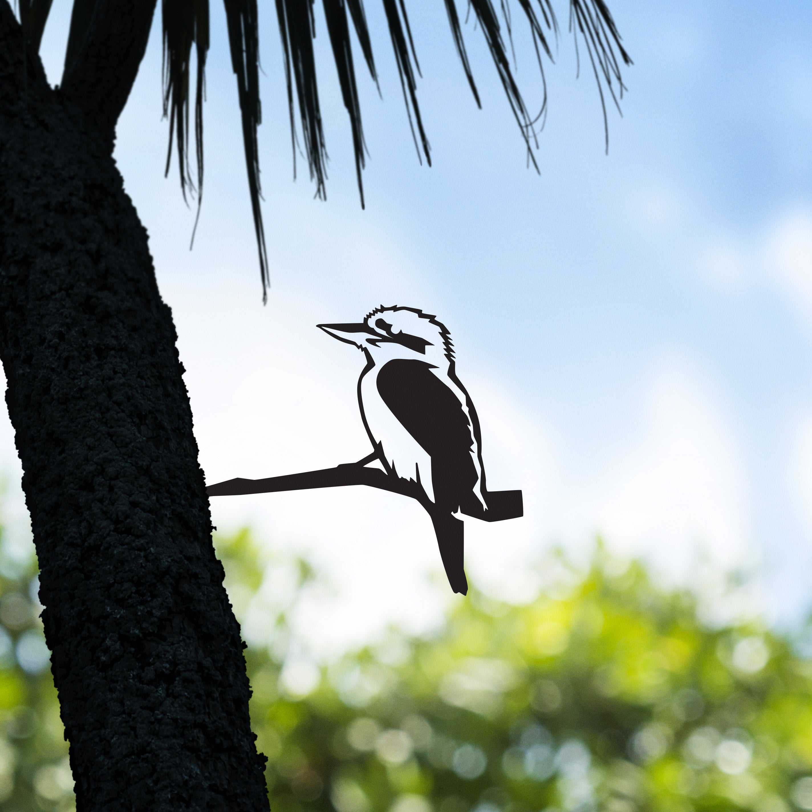 Kookaburra